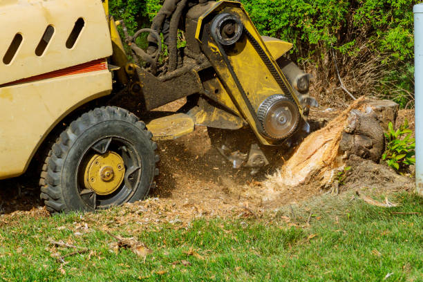 Tree Health Inspection in Ava, MO